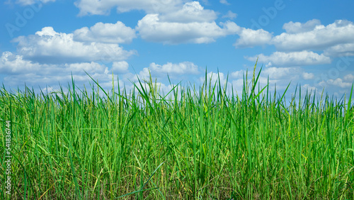 Green and light yellow fields under blue sky and white clouds