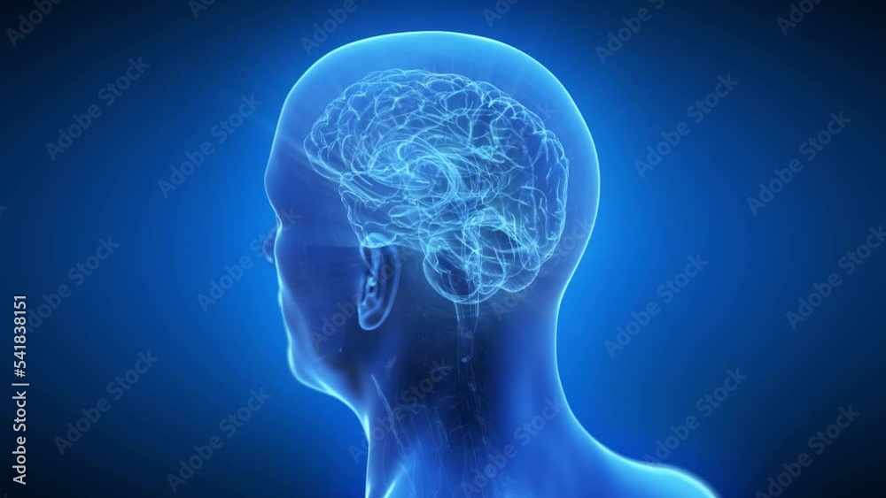 3d rendered medical animation of an active human brain