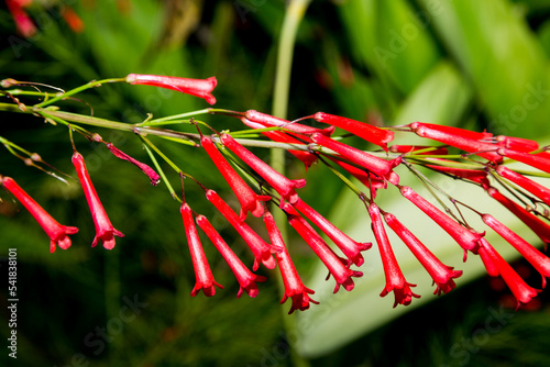 firecracker plant native to mexico