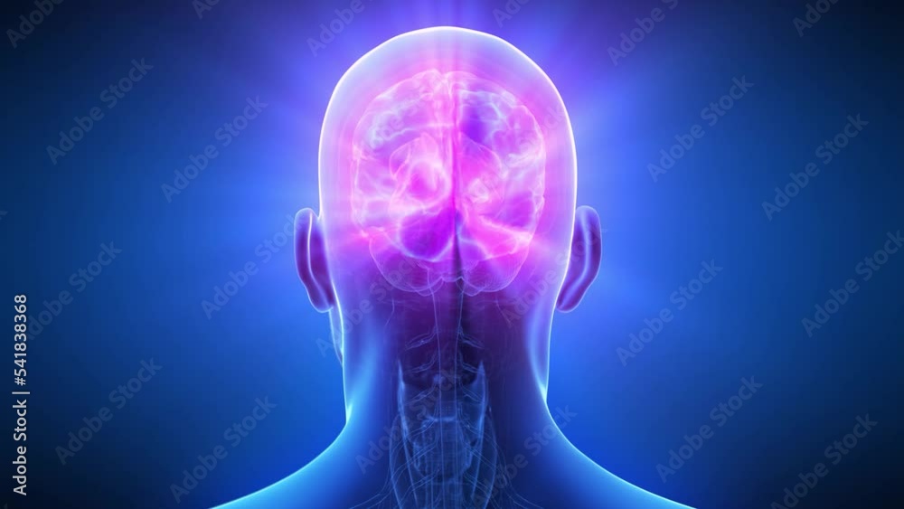 3d rendered medical animation of an active human brain 3d rendered medical animation of an active human brain