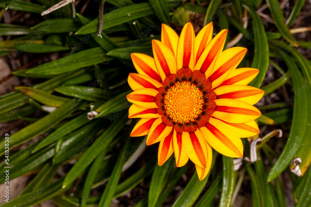 cheerful orange gazania drought tolerant cheerful orange gazania drought tolerant