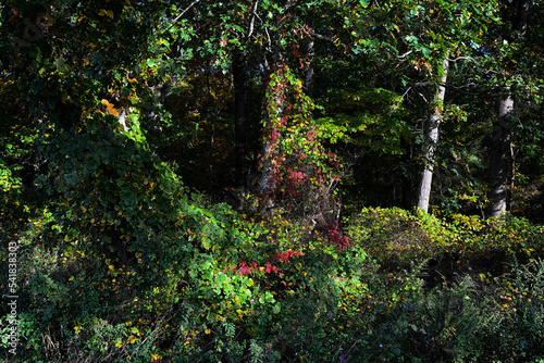 fall /autumn foliage © Harold