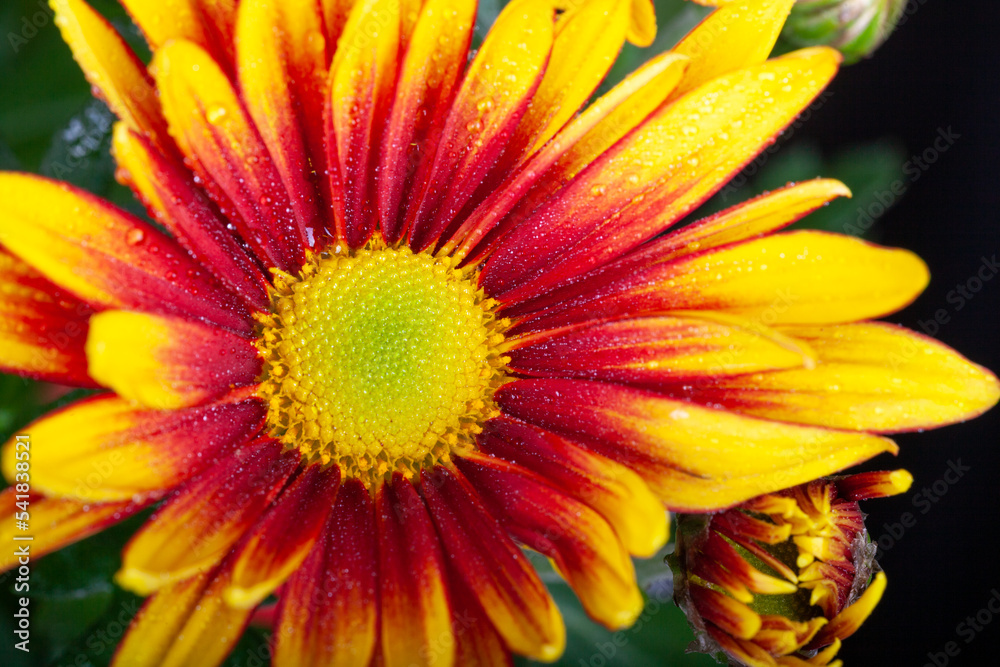cheerful orange gazania drought tolerant cheerful orange gazania drought tolerant