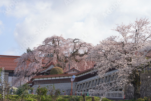 The weeping cherry tree at Gokurakuji Temple is in full bloom photo