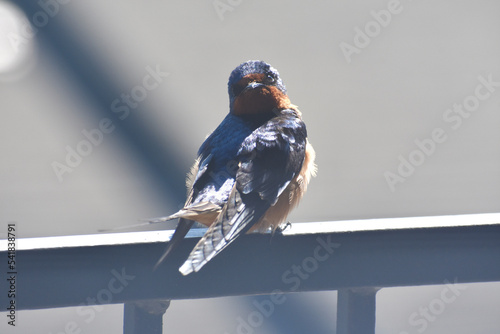bird on a fence