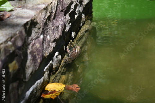 frog