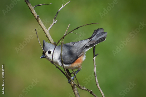 tufted titmouse