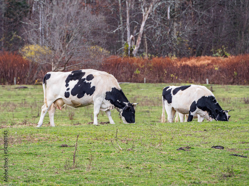 cows in a field