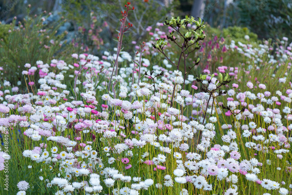 Everlasting daisies last for a long time