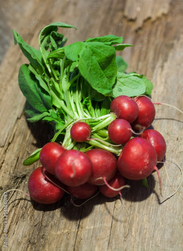 Radis Stock-Foto | Adobe Stock