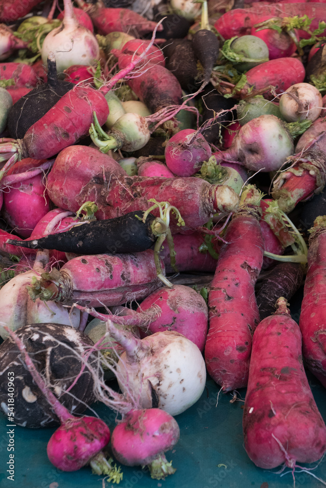 Radis Stock-Foto | Adobe Stock