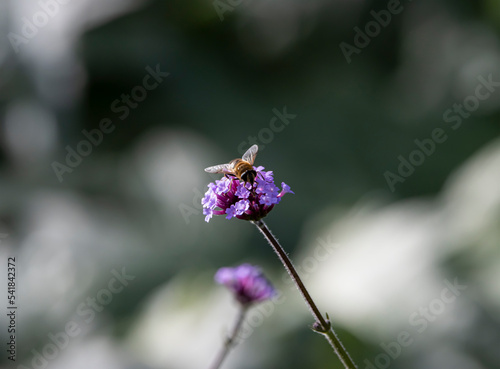 Honey Bee Sitting on Purple Flower