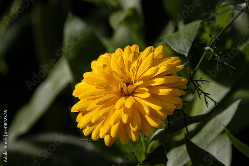 Yellow Flower Basking in the Sun