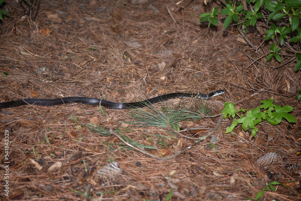 snake on the ground snake on the ground