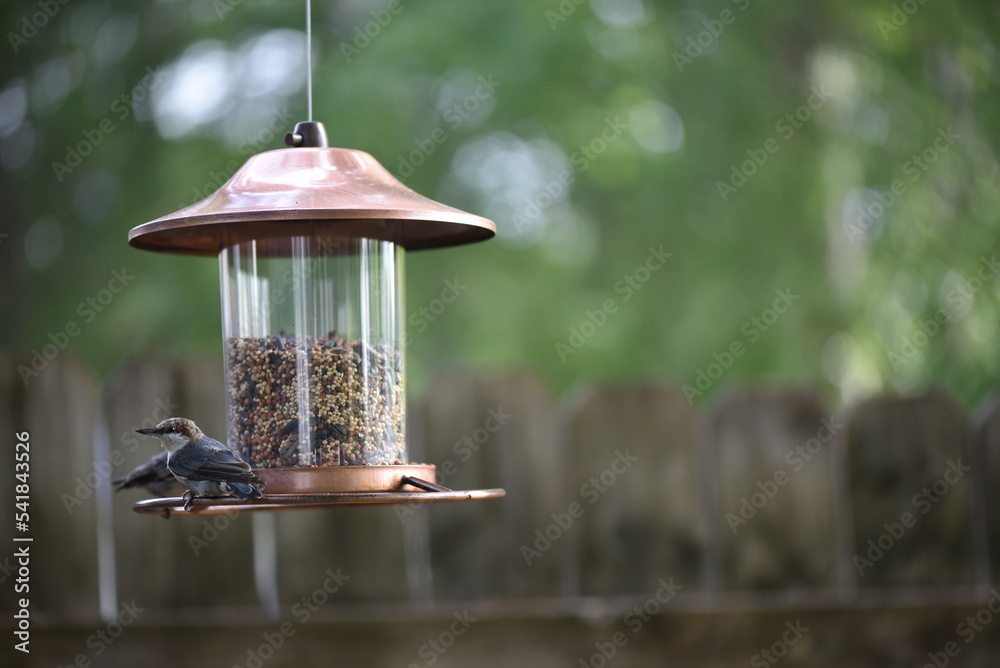 Naklejka premium feeder in the garden