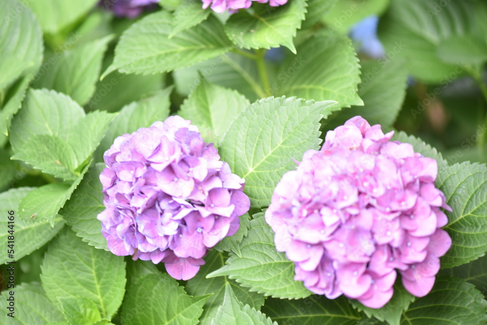 hydrangea flowers