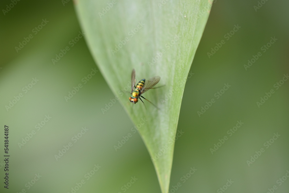 Naklejka premium fly on leaf