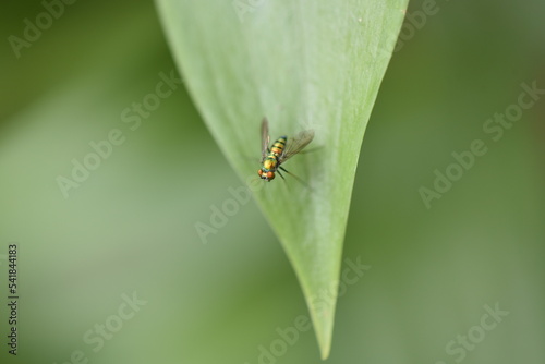 bug on leaf © Olha