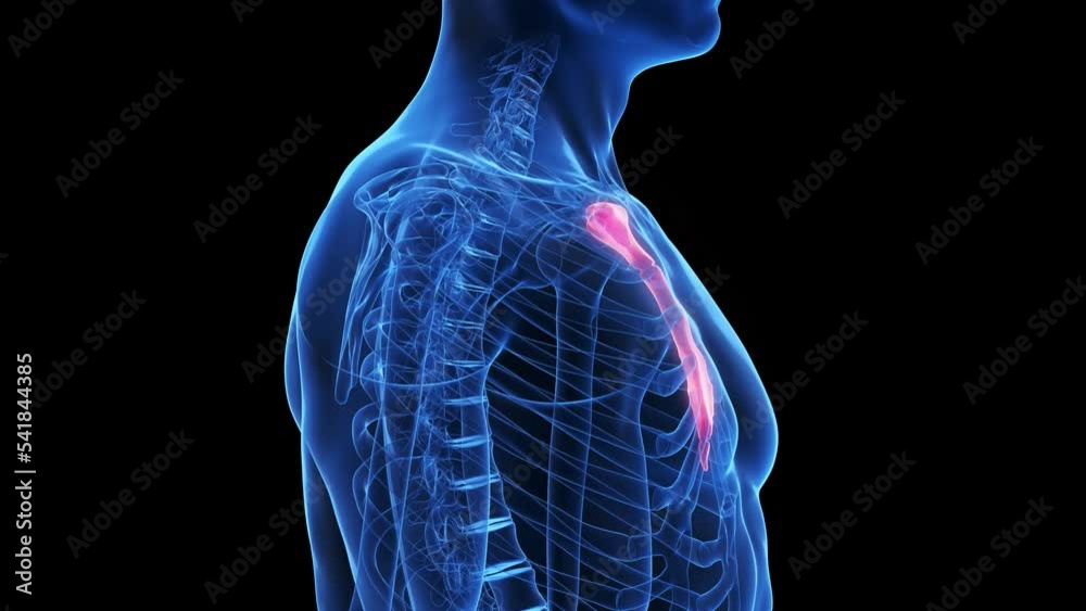 Vidéo Stock 3d rendered medical animation of the breast bone Adobe Stock