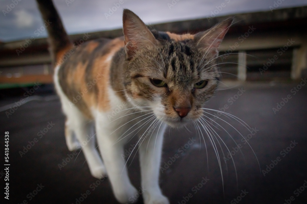 portrait of a cat