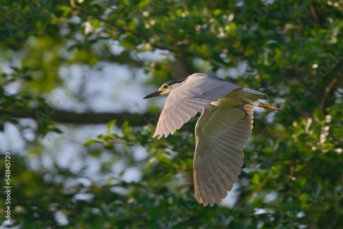Black-capped night Heron (Nycticorax nycticorax) flying with trees in the background photo