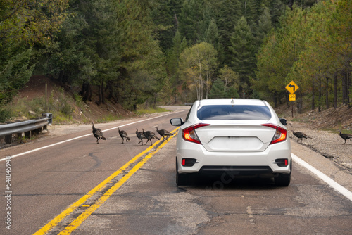 A white sedan stopped on the Mount Lemmon Highway because of a rafter of Turkeys photo