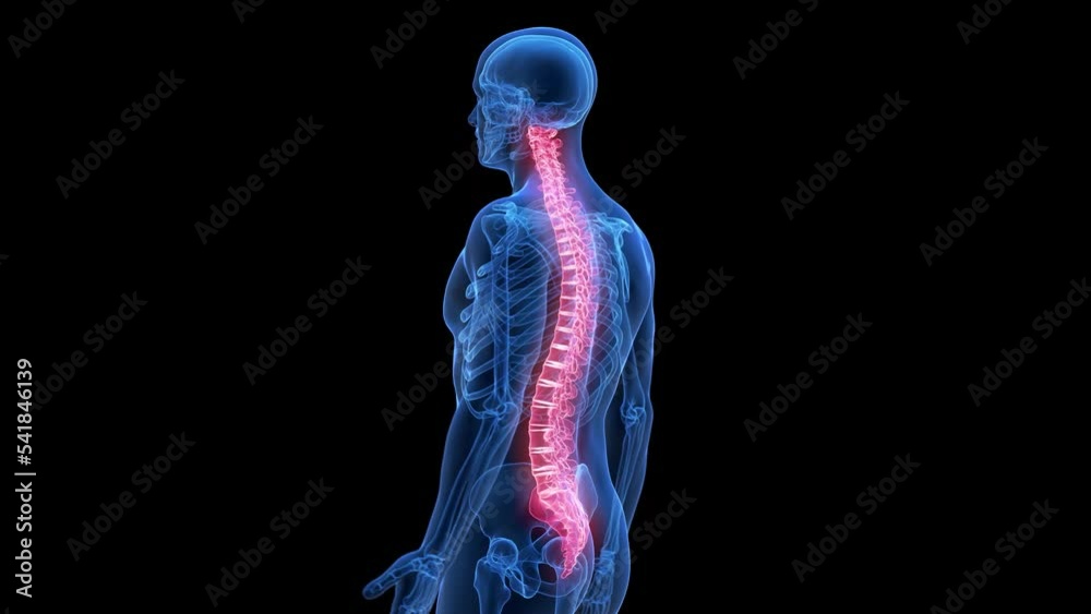 3d rendered medical animation of the human spine 3d rendered medical animation of the human spine