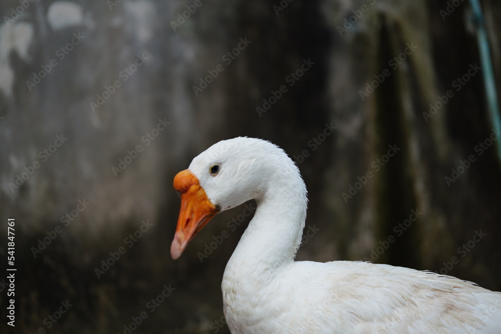 Obraz premium portrait of a duck