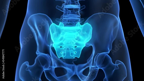 3d rendered medical animation of the sacrum photo