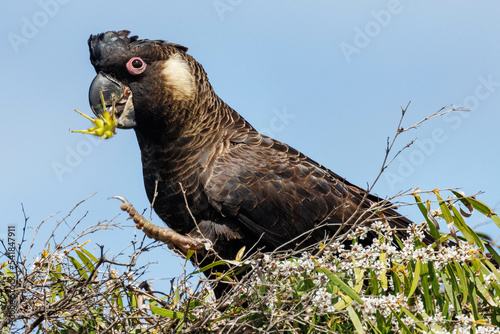 Carnaby's Black Cockatoo in Western Australia photo