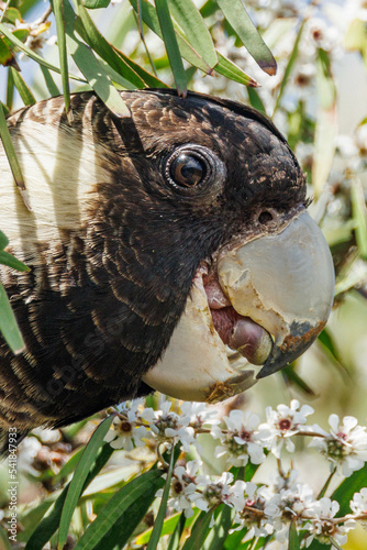 Carnaby's Black Cockatoo in Western Australia photo