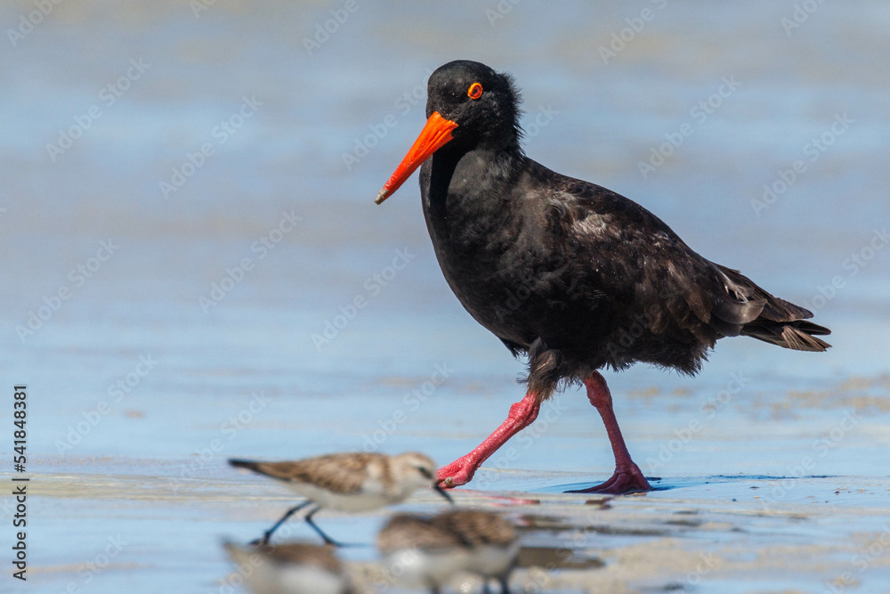 Sooty Oystercatcher in Western Australia Sooty Oystercatcher in Western Australia