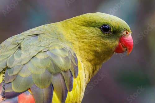 Regent Parrot in Western Australia