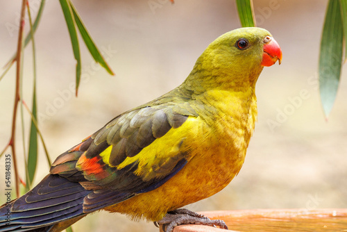 Regent Parrot in Western Australia