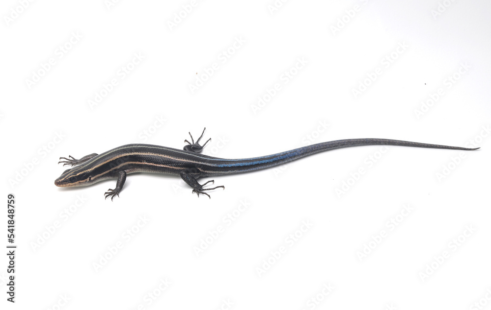 Five lined skink (Plestiodon fasciatus) on a white background. Individual from South Carolina. Five lined skink (Plestiodon fasciatus) on a white background. Individual from South Carolina.