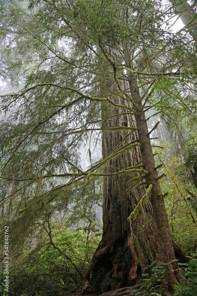 Obraz premium A tree behind tree vertical - Redwood National Park, California
