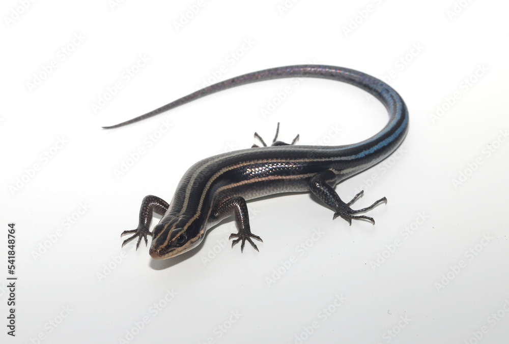 Five lined skink (Plestiodon fasciatus) on a white background.  Individual from South Carolina. 