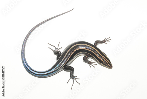 Five lined skink (Plestiodon fasciatus) on a white background. Individual from South Carolina. 