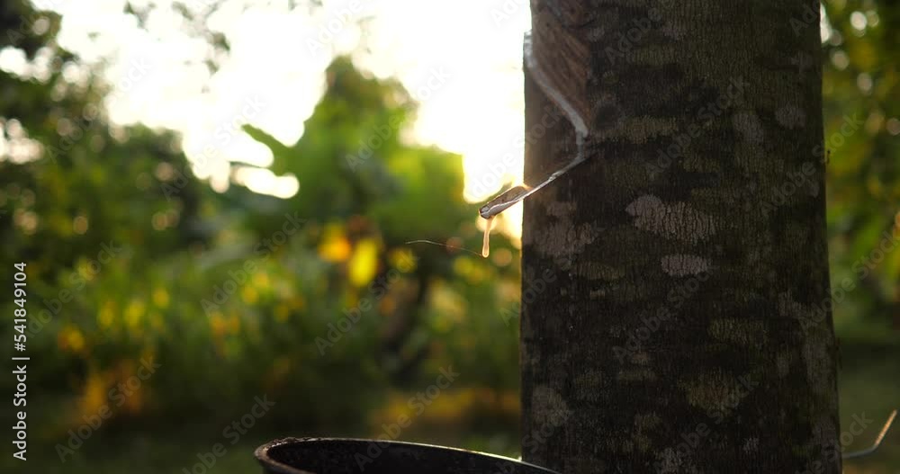 rubber industry concept,(Hevea Brasiliensis) Rubber trees with rubber milk