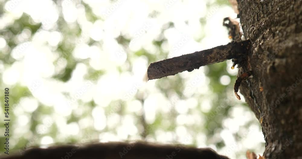 rubber industry concept,(Hevea Brasiliensis) Rubber trees with rubber milk	