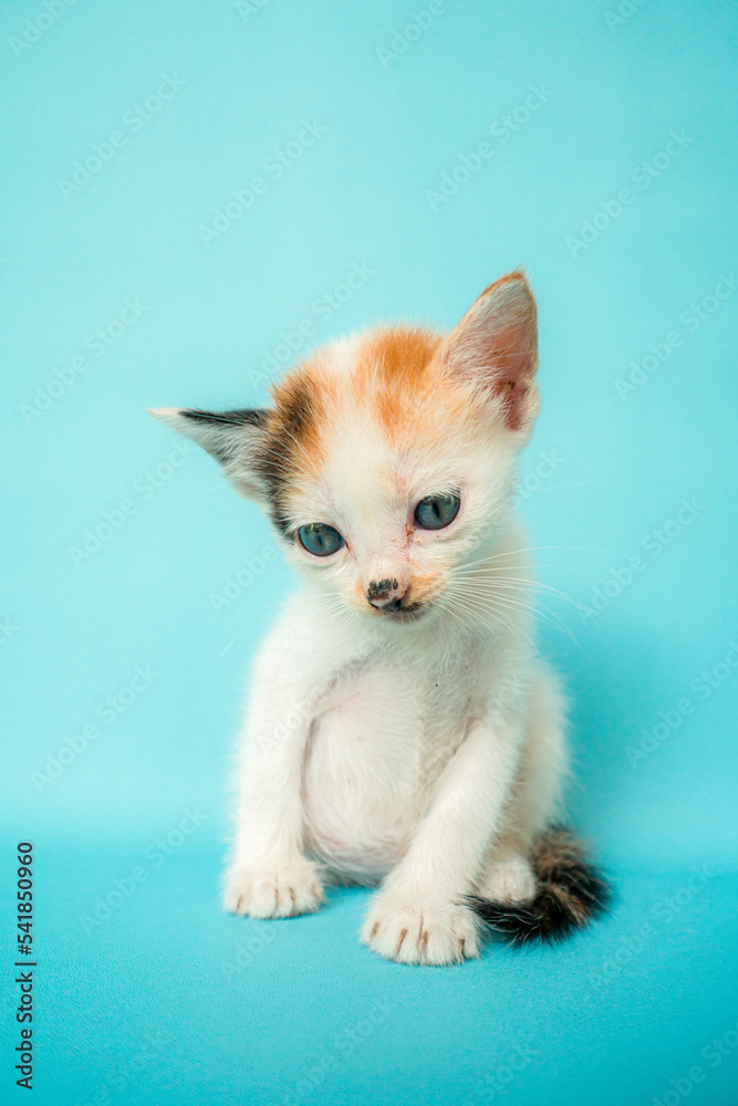 One month old white striped domestic cat is confused in front of a turquoise background, very adorable and cute