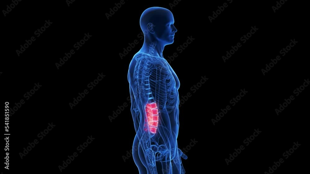 3d rendered medical animation of the lumbar spine 3d rendered medical animation of the lumbar spine