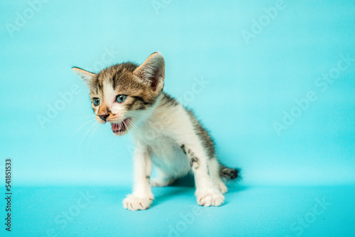 One month old striped black and white kitten stylish in front of a turquoise background, very adorable and cute