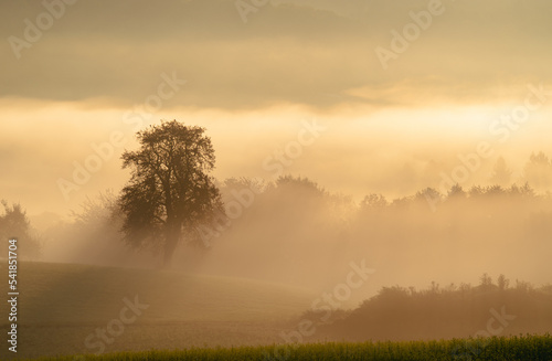 Single oak tree in a field at sunrise. © mdurson