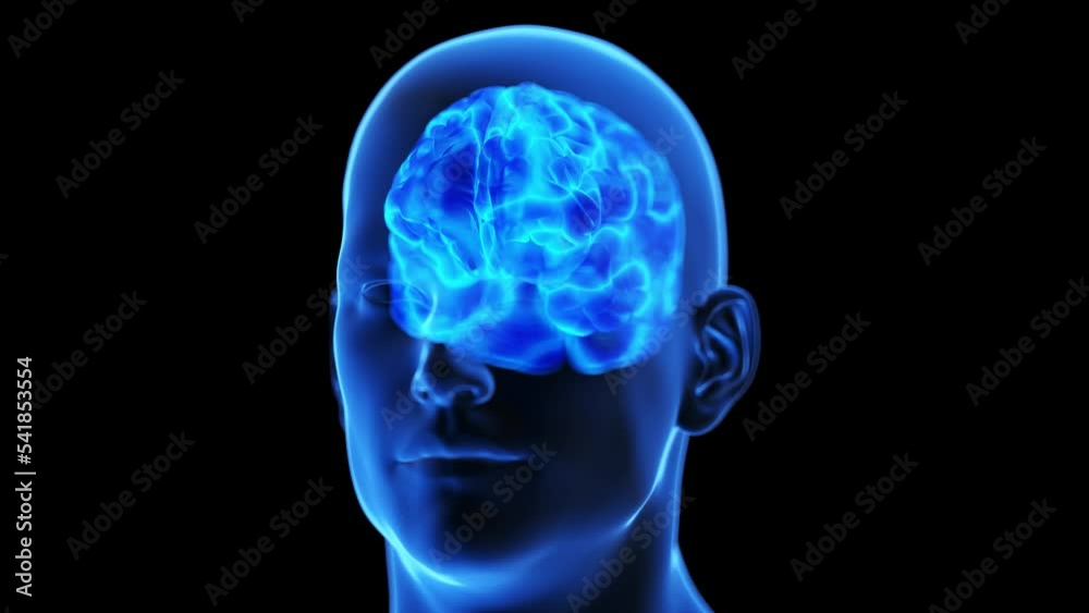 3d rendered medical animation of an active human brain 3d rendered medical animation of an active human brain