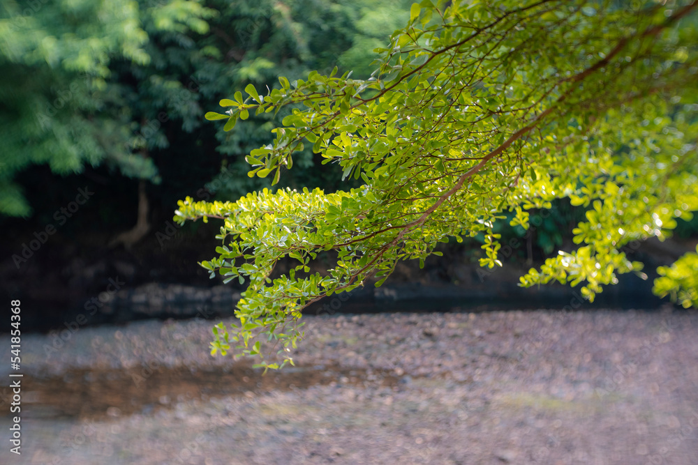 The leaves StockFoto Adobe Stock