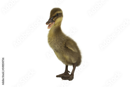 duckling