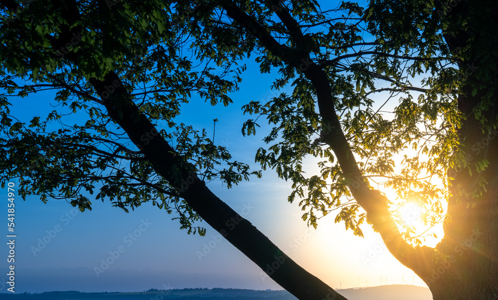 trunk and branches of an oak tree against the backdrop of the rising