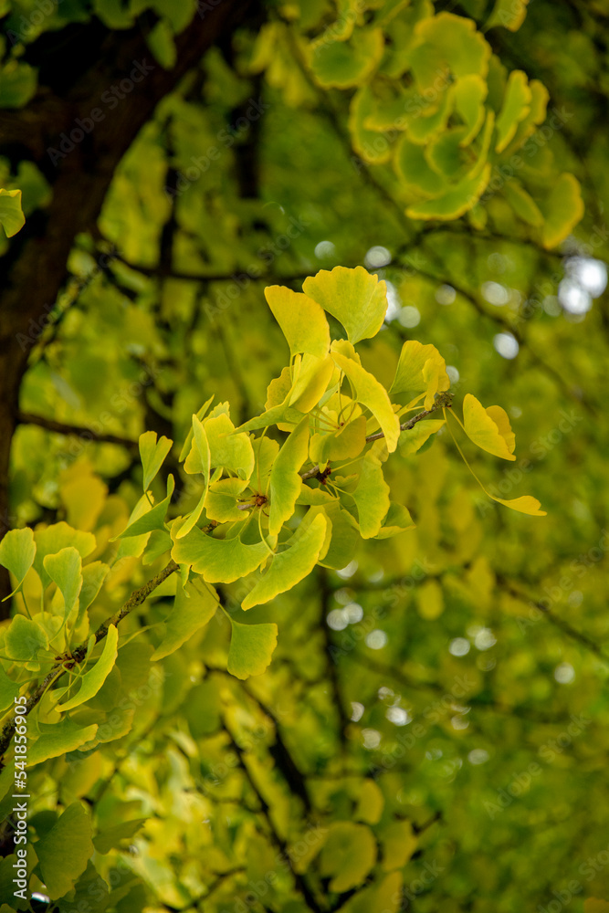 Autumn leaves of Ginkgo biloba, commonly known as ginkgo, gingko or maidenhair tree. Autumn leaves of Ginkgo biloba, commonly known as ginkgo, gingko or maidenhair tree.