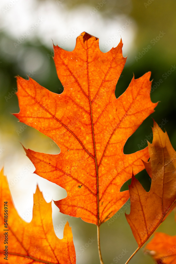 Red leaves of Northern red oak (Quercus rubra) in the autumn. Red oak fall foliage close up. Red leaves of Northern red oak (Quercus rubra) in the autumn. Red oak fall foliage close up.